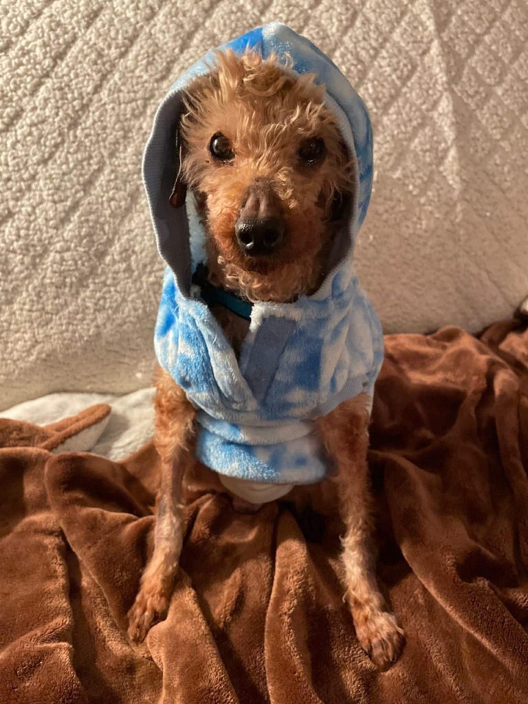A small, brown, and curly-haired dog wearing a blue and white splotched hoodie.
