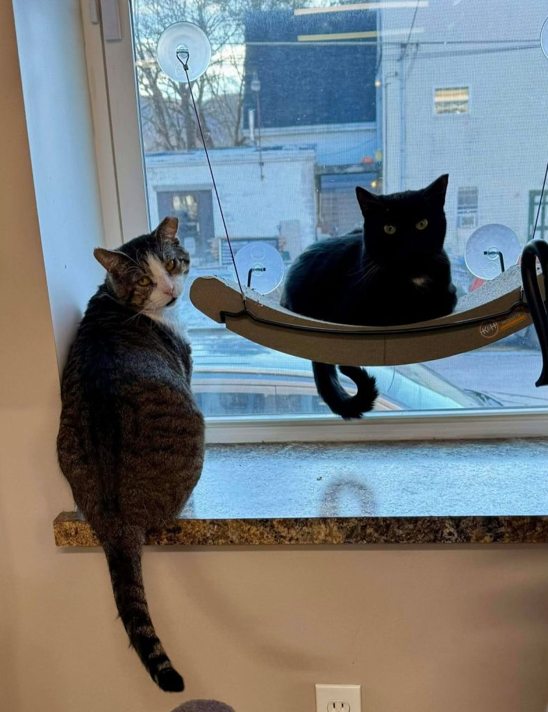 Two cats resting in a window sill.