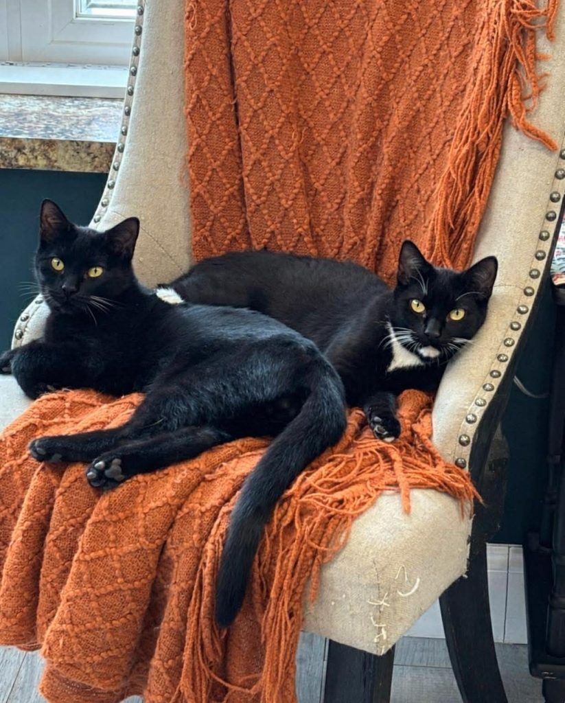 Two black cats laying in a chair with an orange blanket.