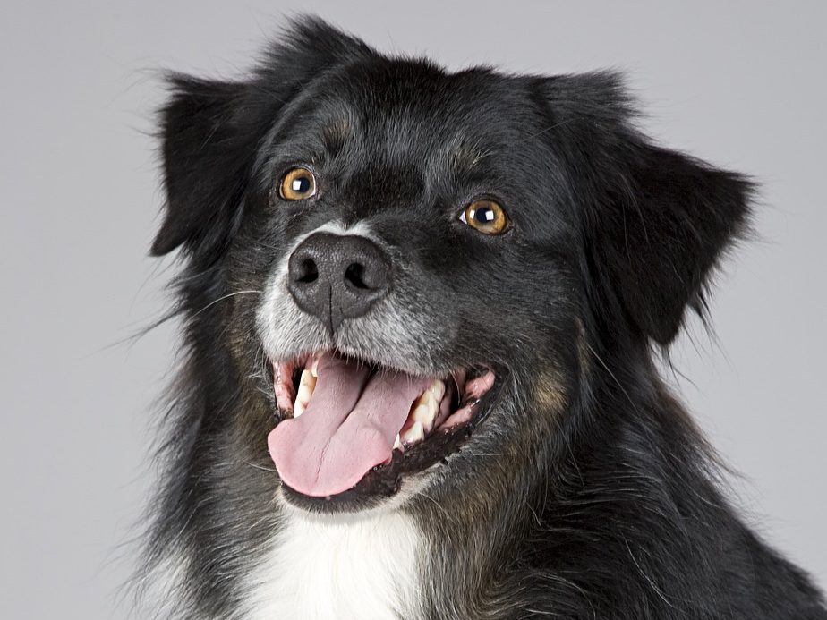 A black and white dog with its mouth open panting.