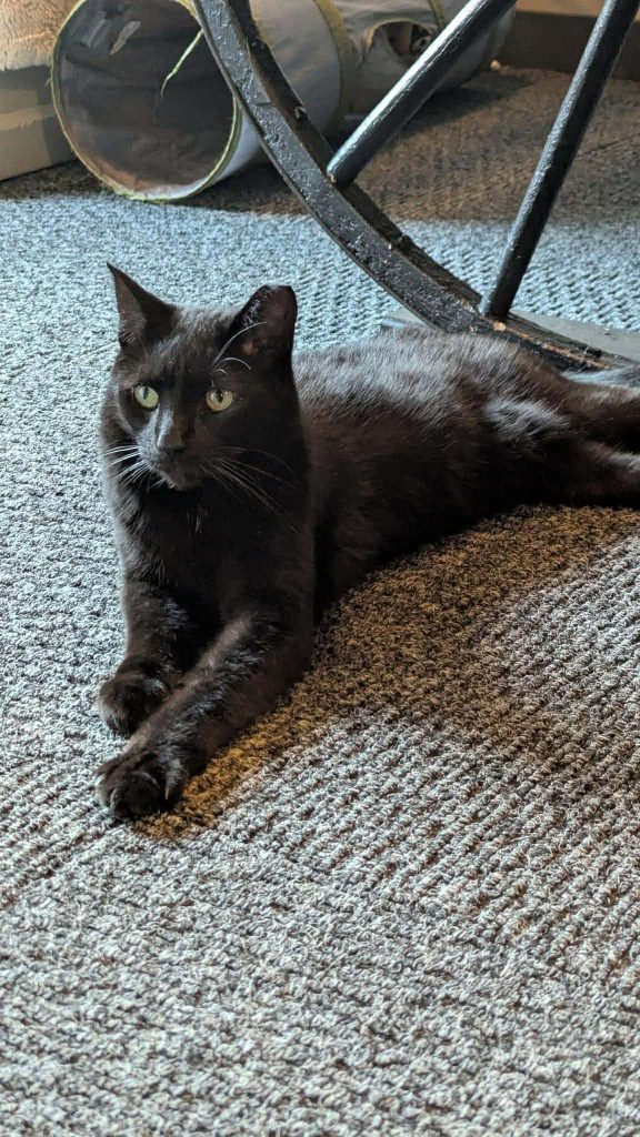 A black cat with a tipped ear laying on gray carpet.