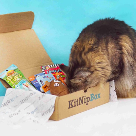 A cat sniffing through a carboard KitNipBox full of cat supplies.