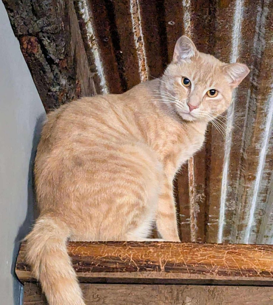 An orange tabby cat sitting on a wooden ledge.
