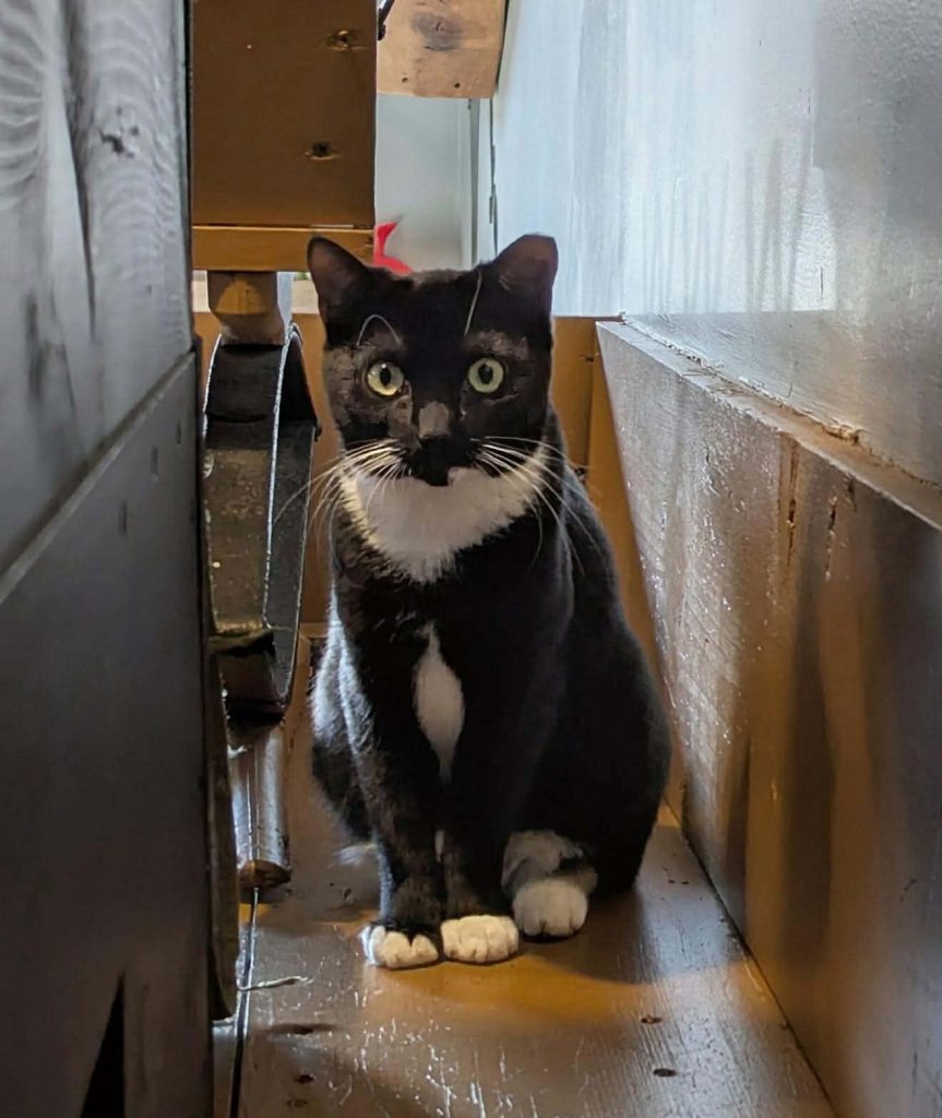 A black and white cat sitting on a wooden structure.