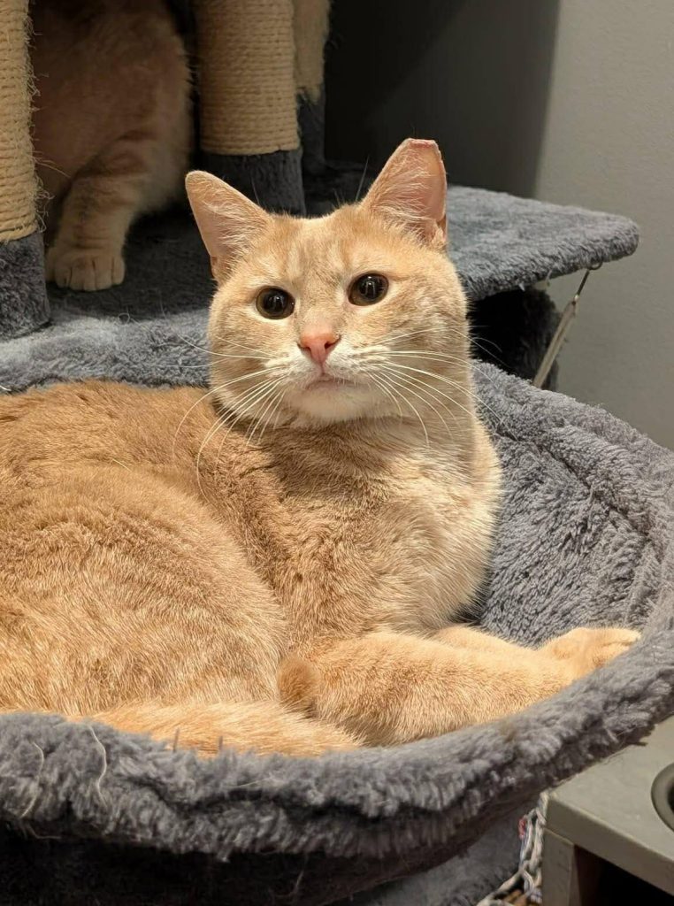 An orange cat laying in a gray cat tree hammock.