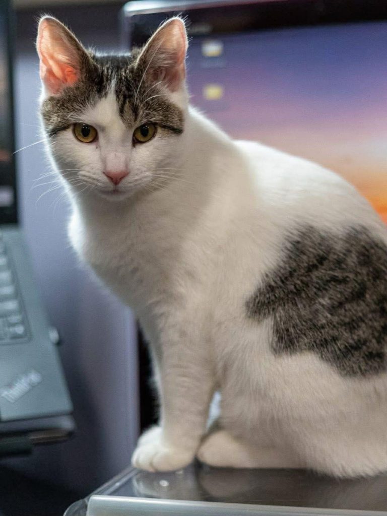 A white and tabby colored cat sitting in front of a computer.