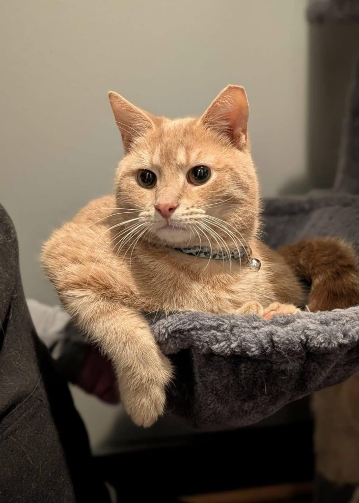 An orange cat with a collar laying in a gray cat tree hammock.