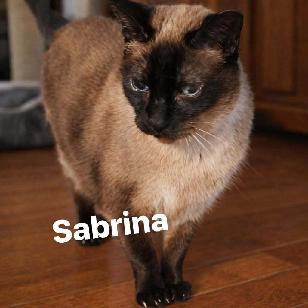 A siamese mix cat standing on wood floor.