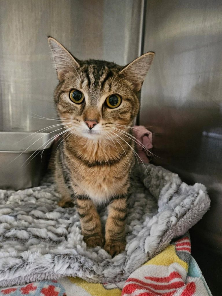 A tabby cat in a metal-walled cage with blankets.