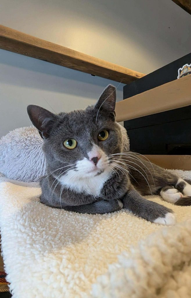 A gray and white cat laying on a white sherpa blanket.