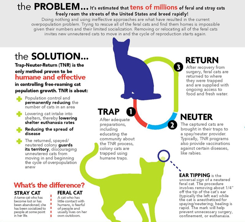 An infographic describing the Trap, Neuter, and Release process for cats.