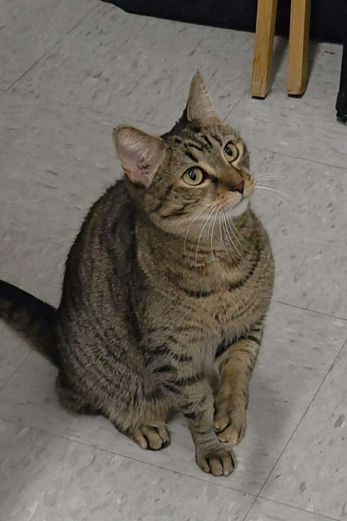 Tabby cat sitting on tile floor.