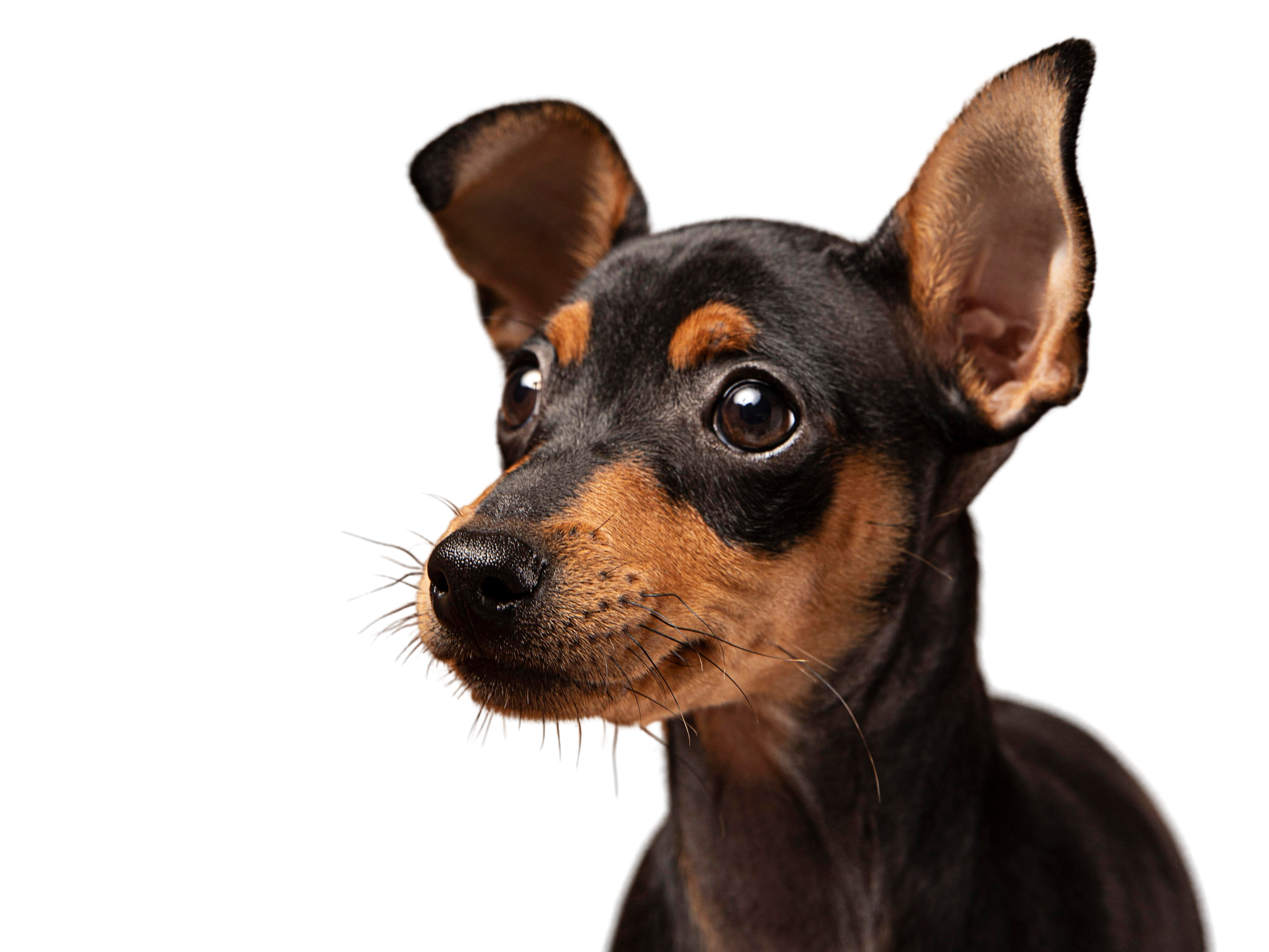 A brown and black miniature pinscher looking to the left.