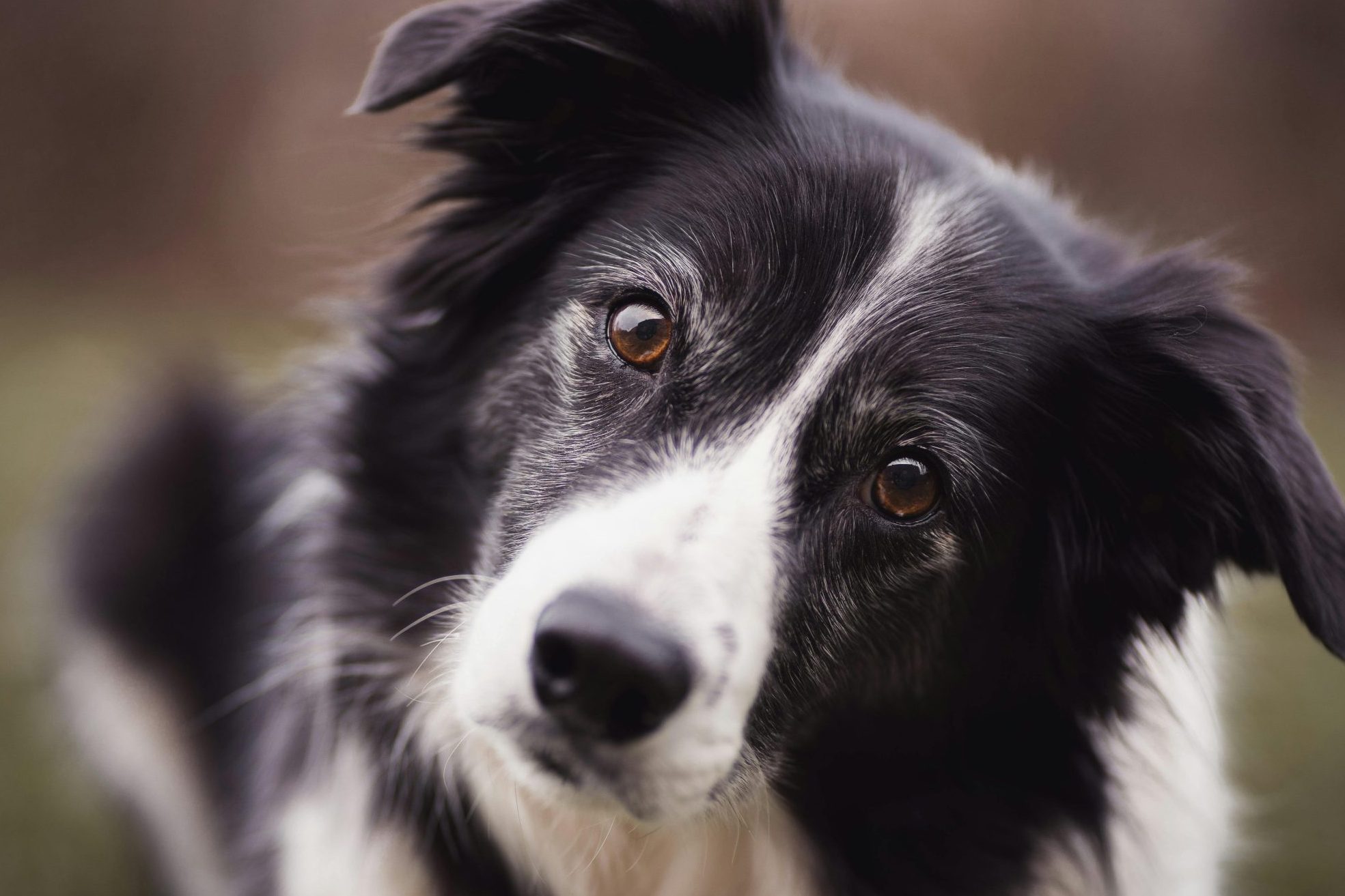 An up close shot of a black and white border collie staring into the camera.