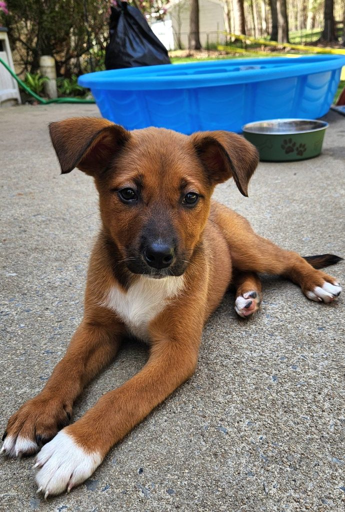 A brown and white puppy laying on the concrete with kiddie pool.