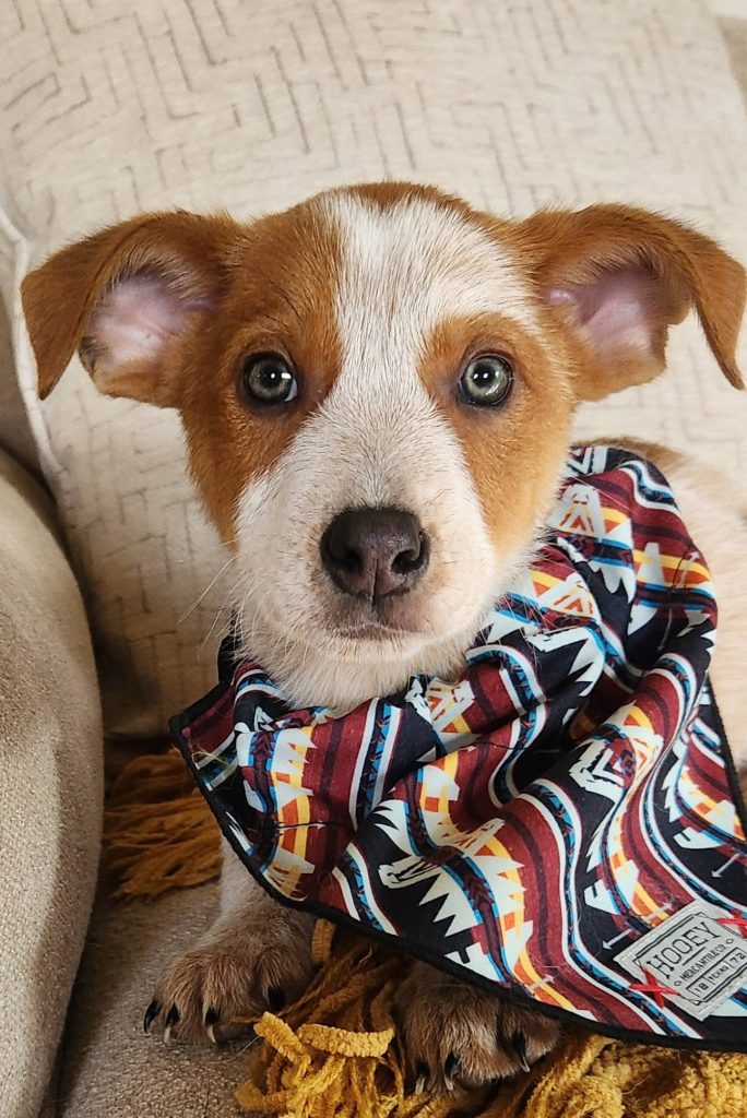 A brown and white puppy with blue eyes and a bandana.