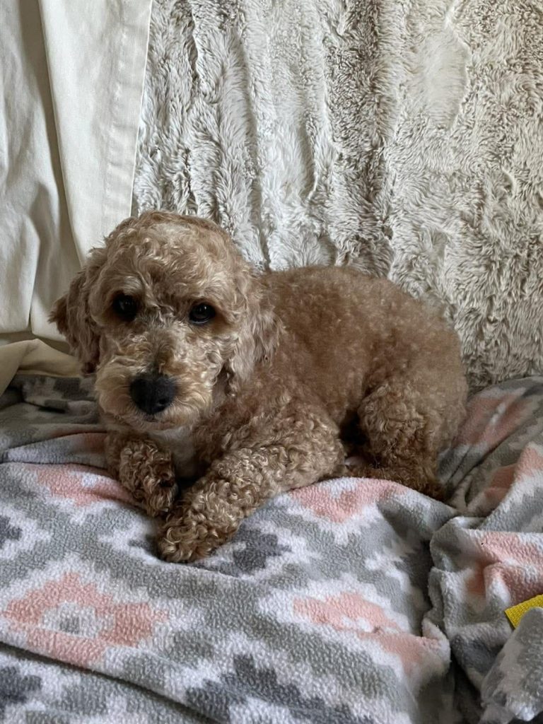 A light brown mini poodle laying down.