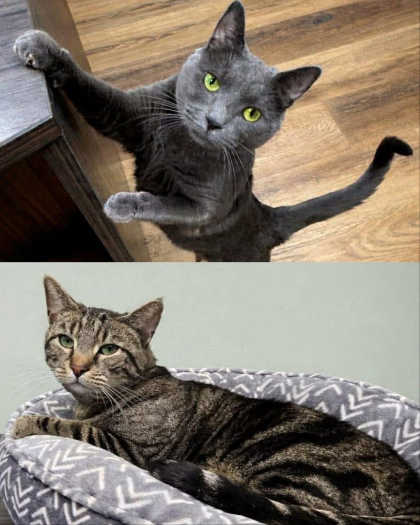 Collage of gray cat on top and tabby on bottom.