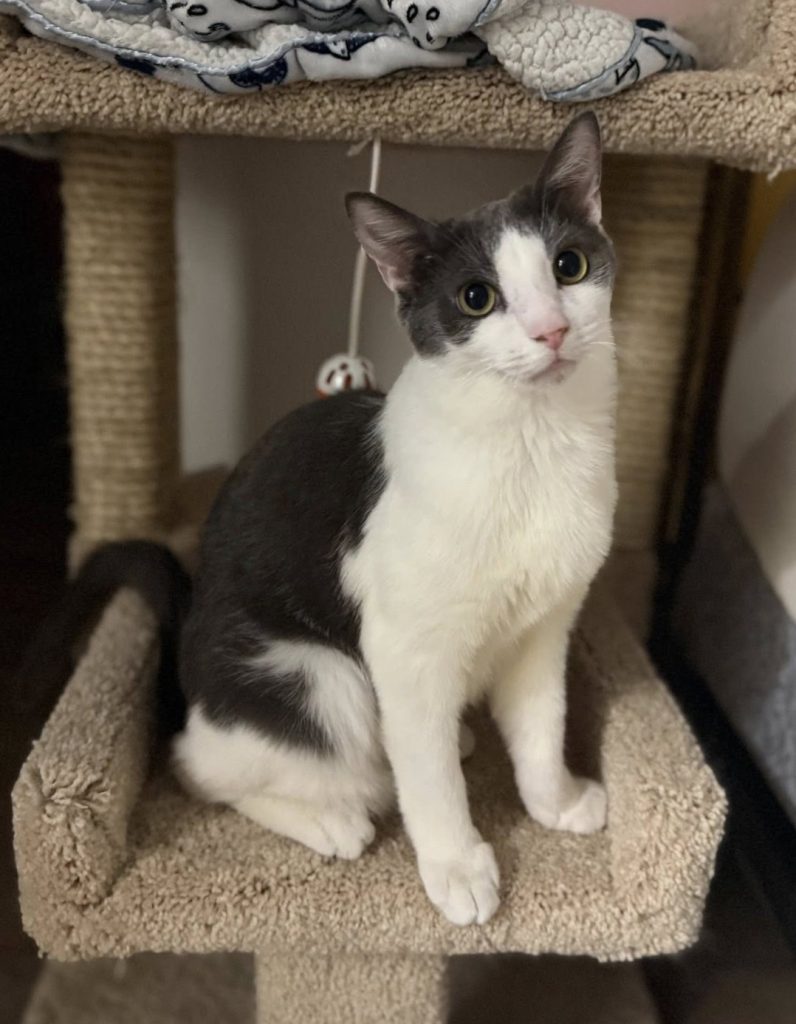 A gray and white cat sitting in a cat tower.