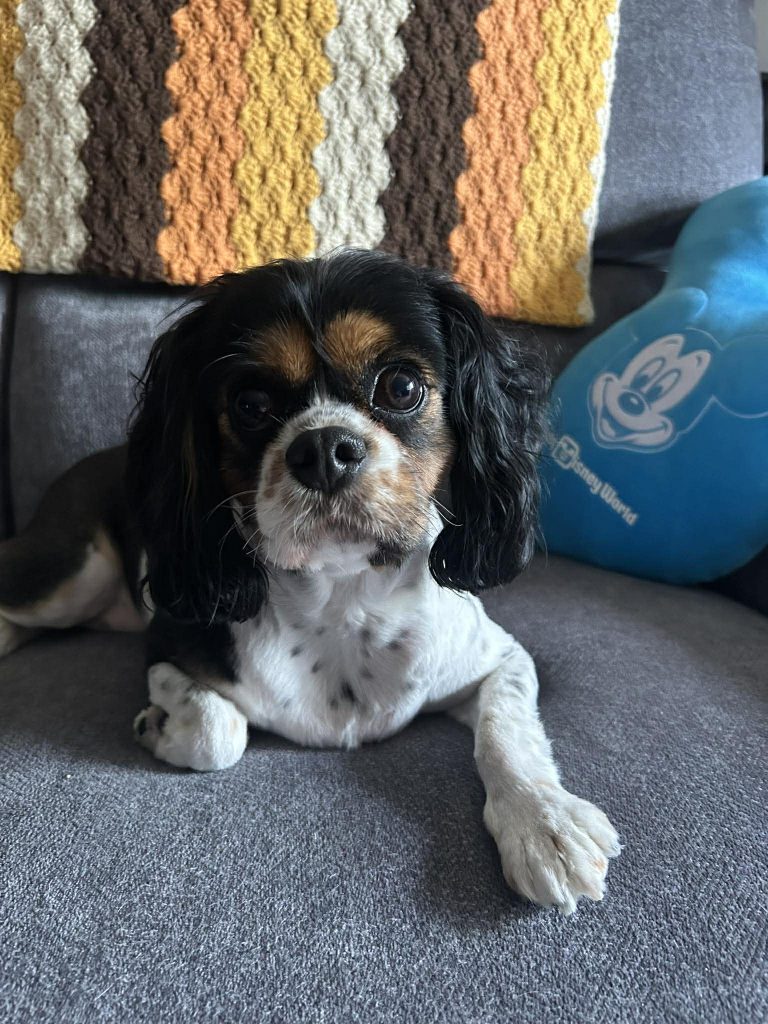 A black, brown, and white Cavalier King Charles Spaniel laying down on couch.