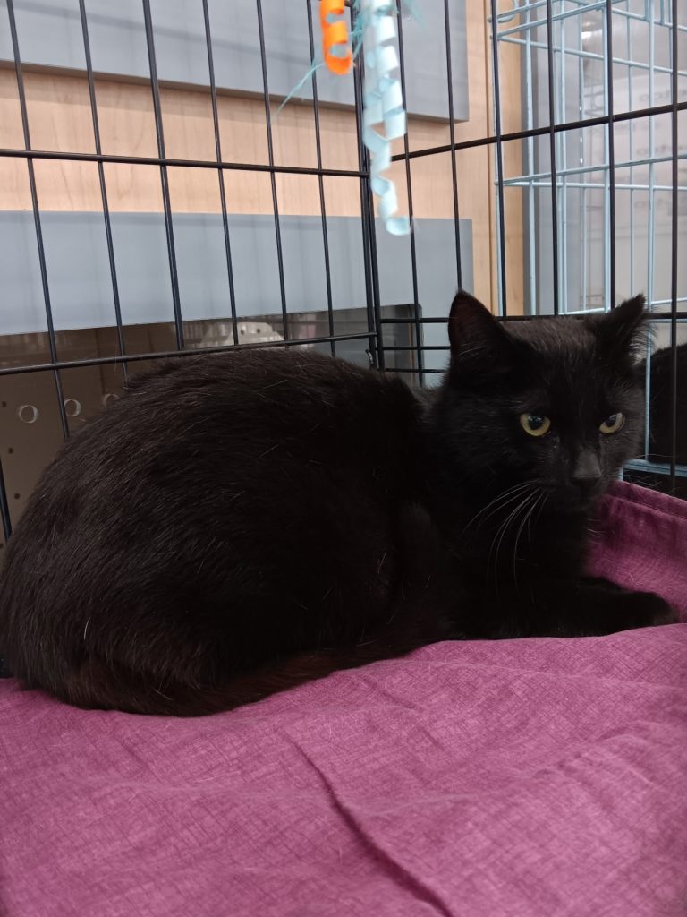 A black cat in a black crate with maroon blanket.