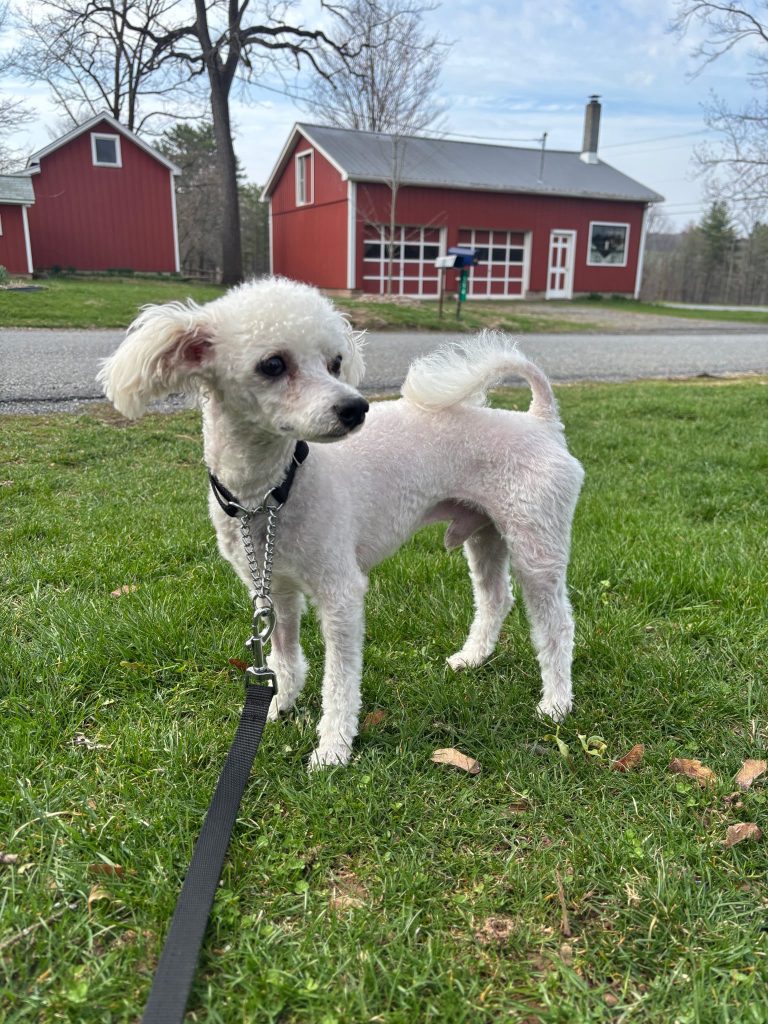 A small white poodle mix standing outside in front of a barn.