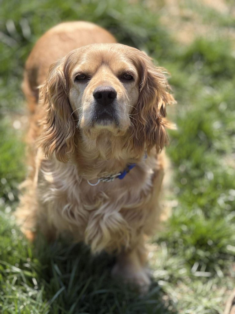 A light brown cocker spaniel standing in the grass.