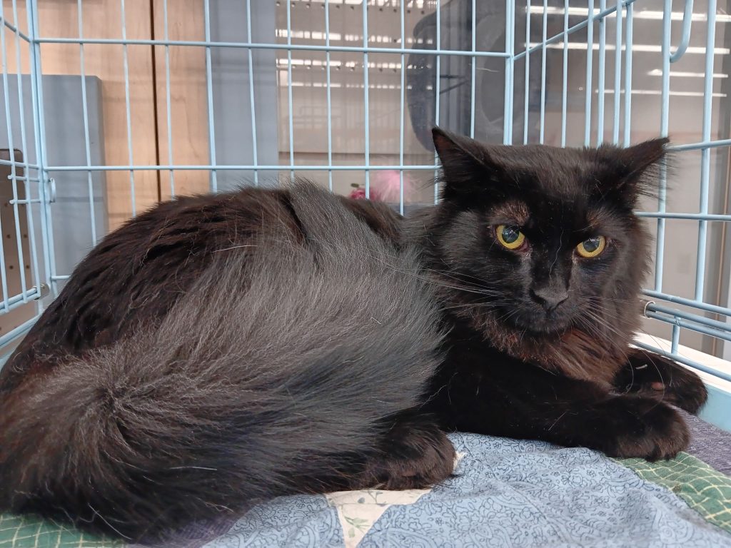 A long hair black cat in a light blue crate.