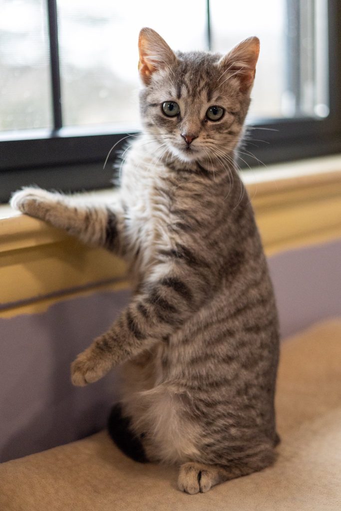 A gray striped kitten posing on hind legs.