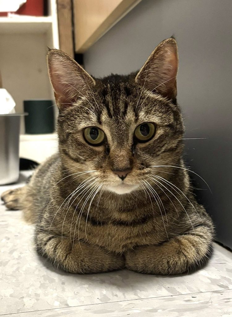 Tabby cat loafing on tile floor.