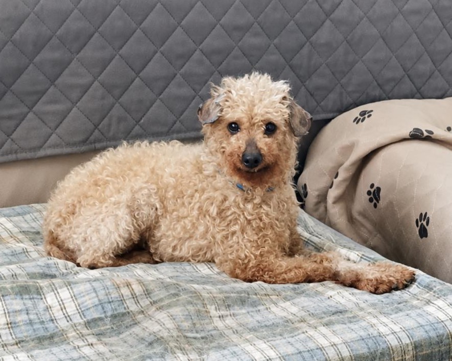 A tan curly-haired dog laying on a blue plaid dog bed.