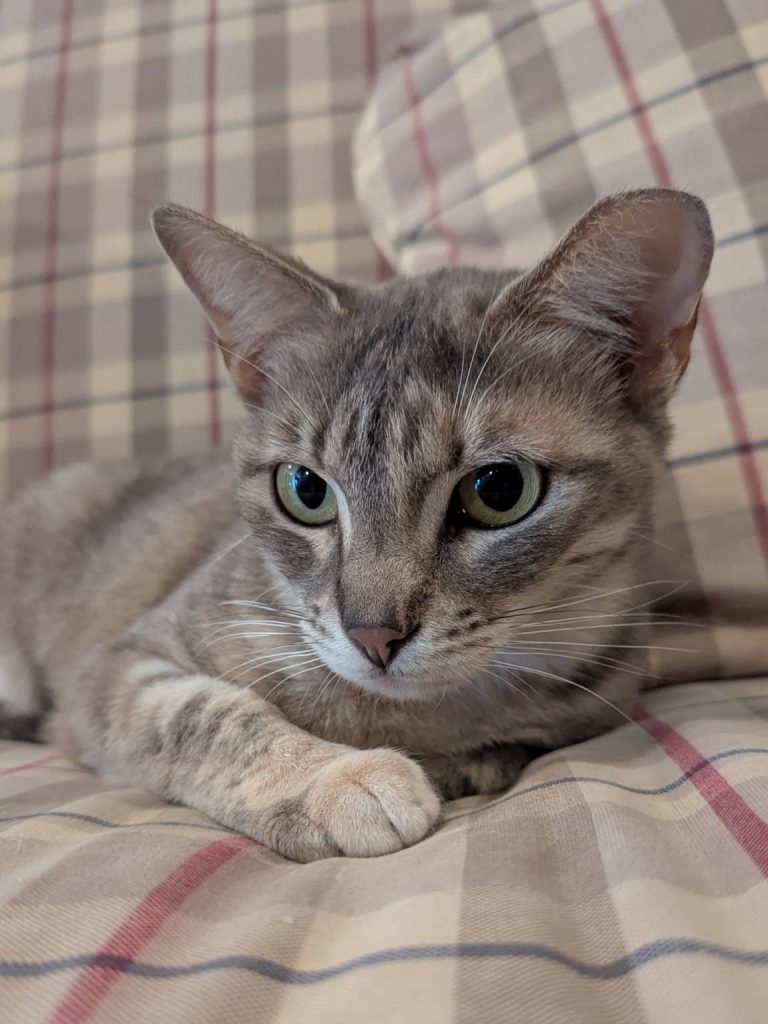 Gray sandy colored cat laying on tan plaid blanket.