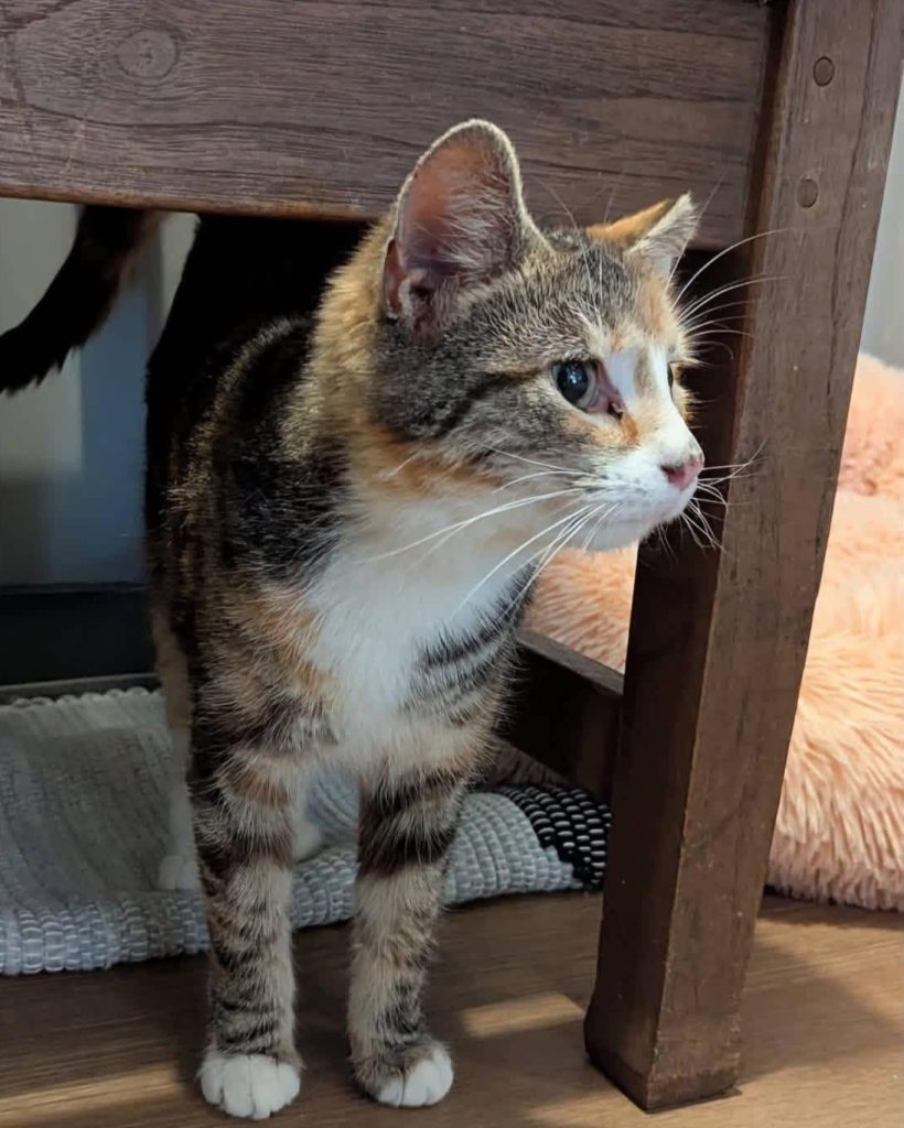 Calico cat under wooden table.