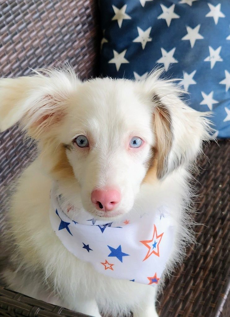 White mini aussie with bandana.