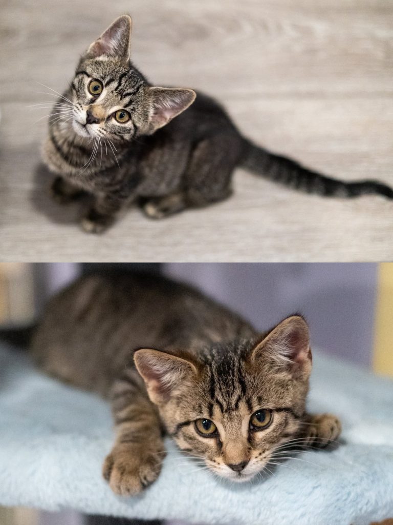Collage of two tabby kitten brothers.