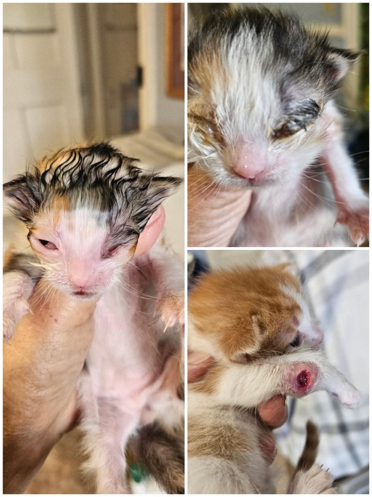 Collage of three sick and injured kittens.