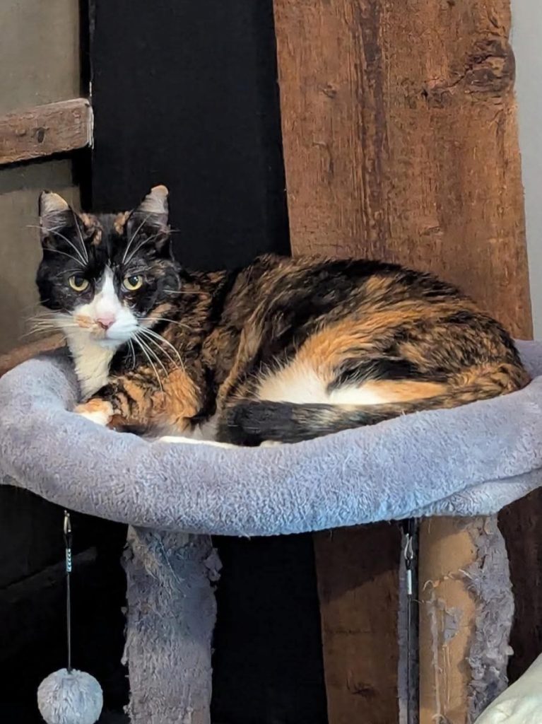 Calico cat laying in gray cat tree.