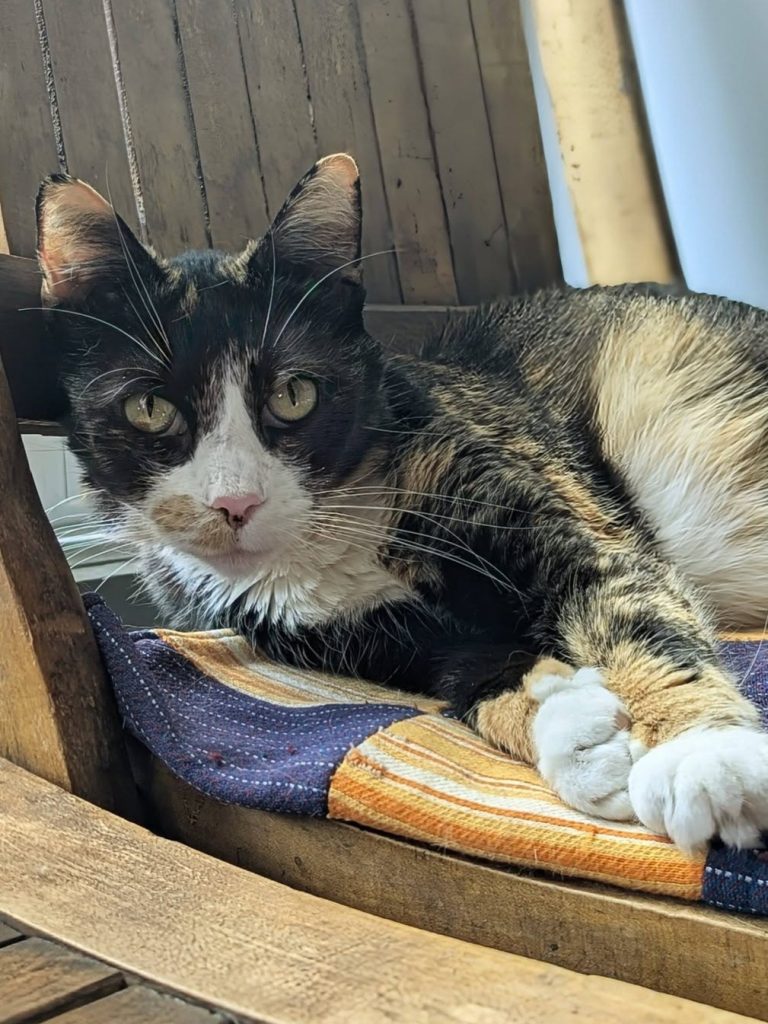 Calico cat laying in wood chair.