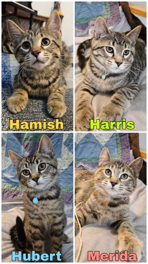 Collage of four tabby kitten siblings.