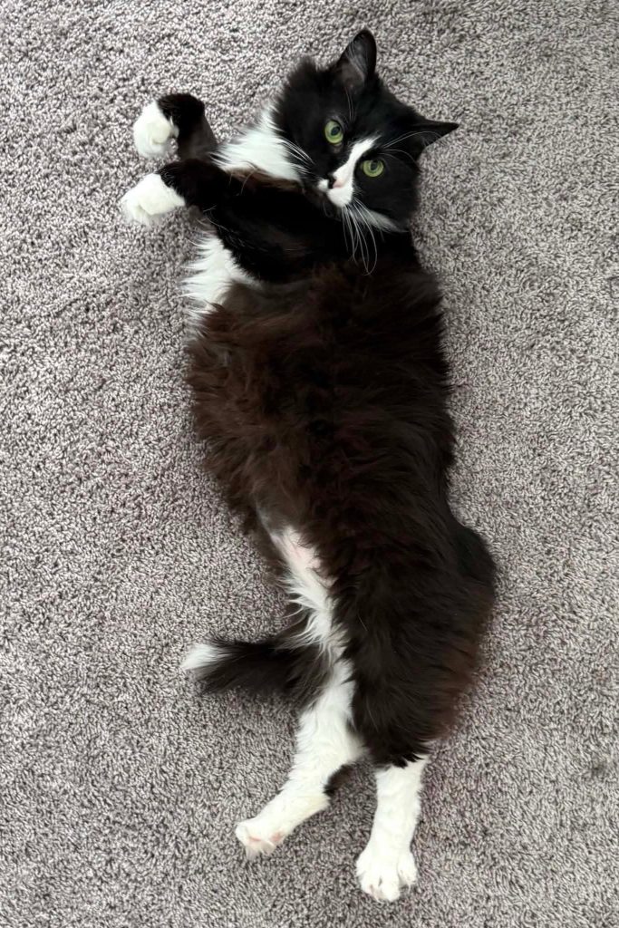 Black and white cat laying on floor.