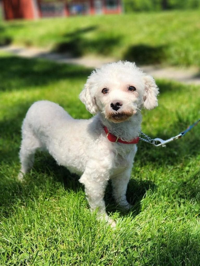 A small white bichon mix standing outside in the grass.