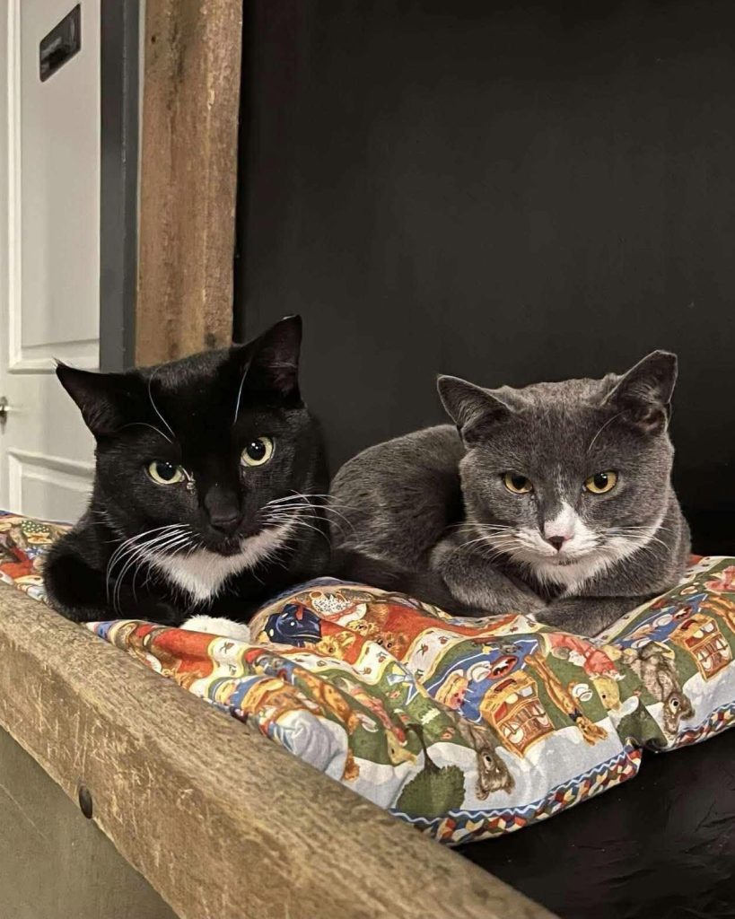 Two cats laying on cushion.