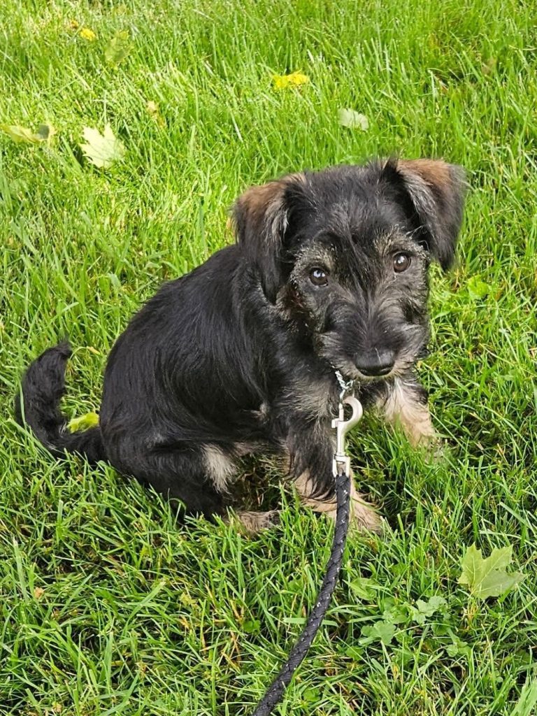 Schnauzer mix puppy sitting in grass.