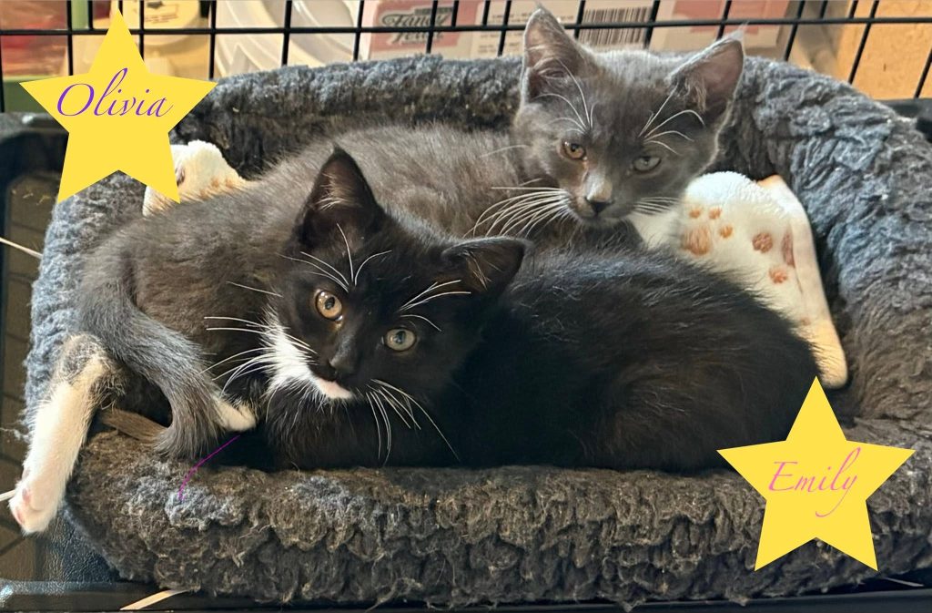 Gray and black kittens laying together in pet bed,