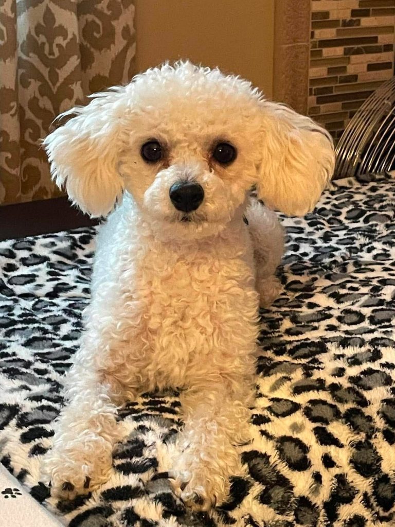 Small white poodle on leopard print blanket.