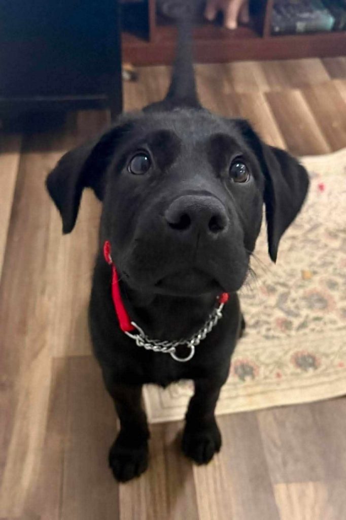 Black lab puppy with red collar.
