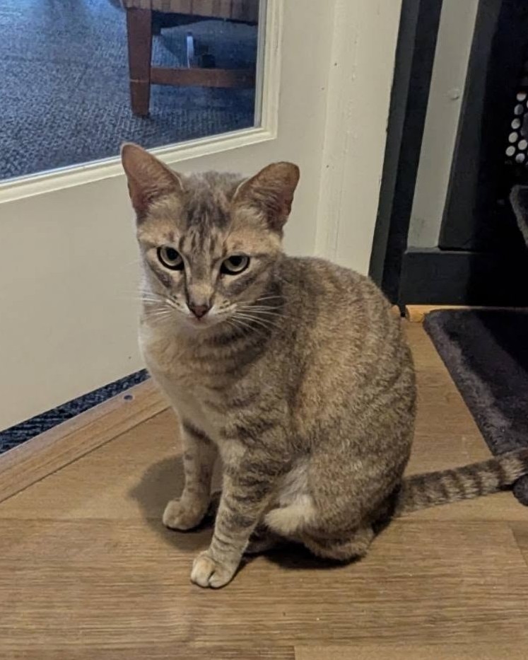 Beige striped cat sitting on wood floor.