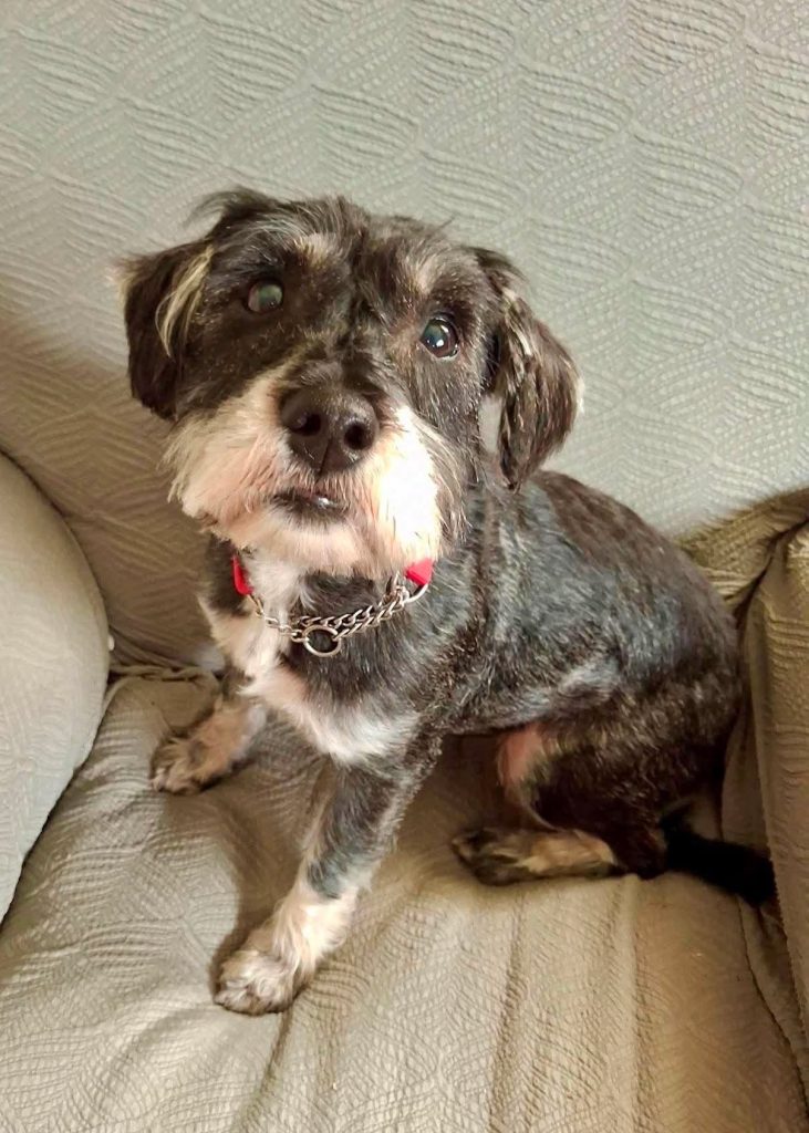 Schnauzer mix sitting on couch.