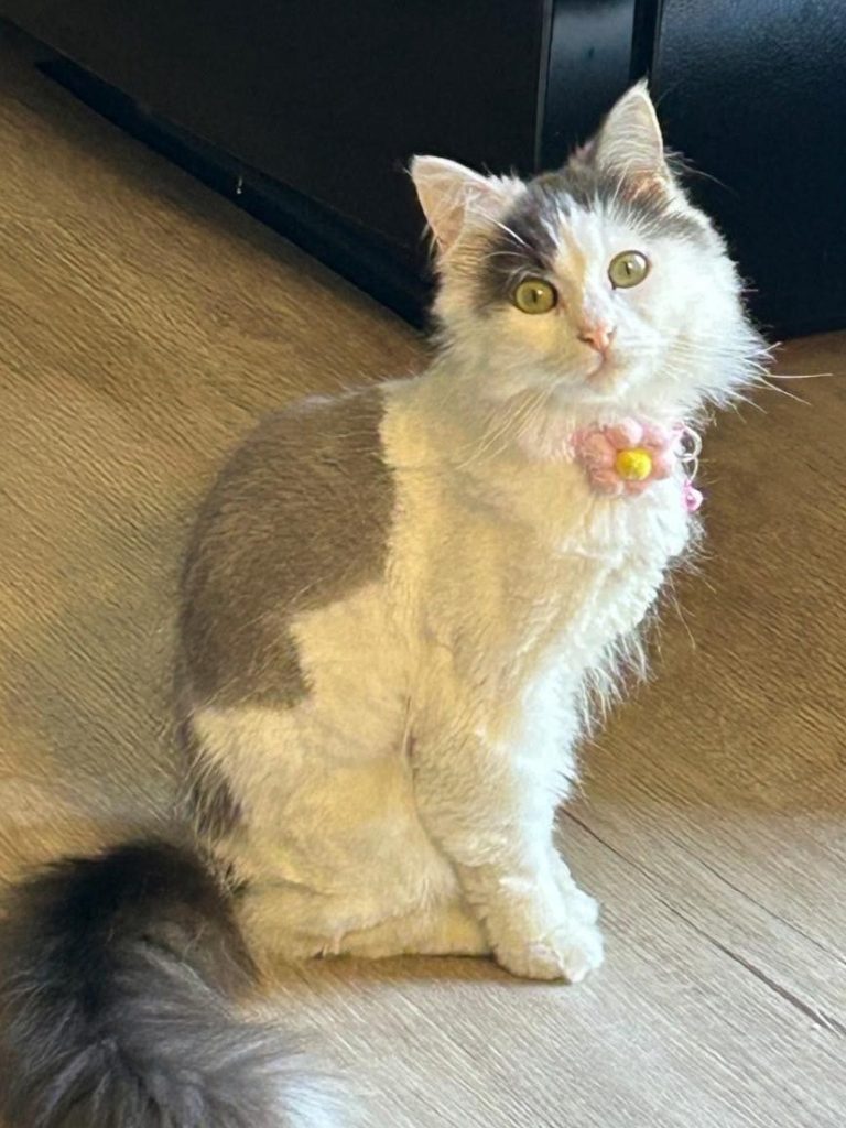 A gray and white cat sitting on wood floor.
