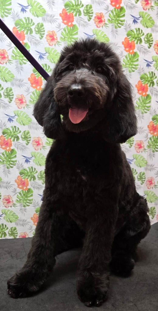 Black doodle sitting on grooming table.